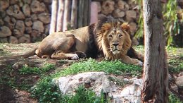 Rötter och reflektioner