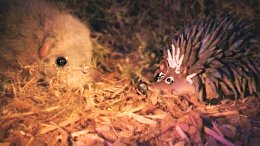 Lumiakka ja Käpykankaan kaverit