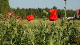 Präst och trädgårdsmästare