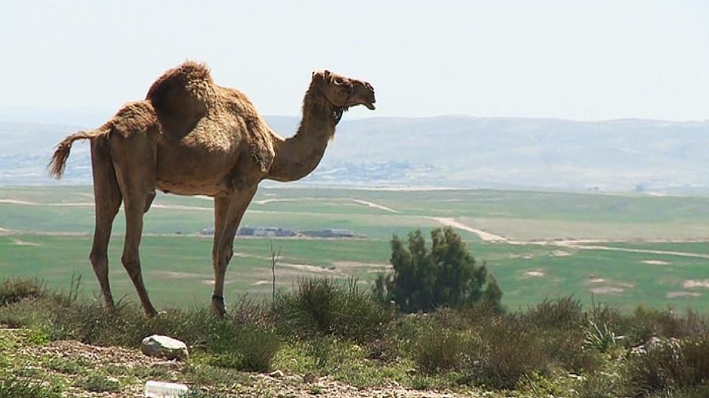 Bedouins Seize Land