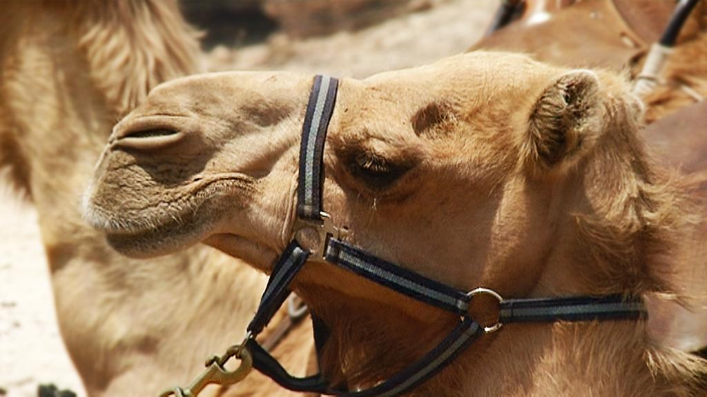 Raamatun eläimiä: kameli, vuohi ja aasi
