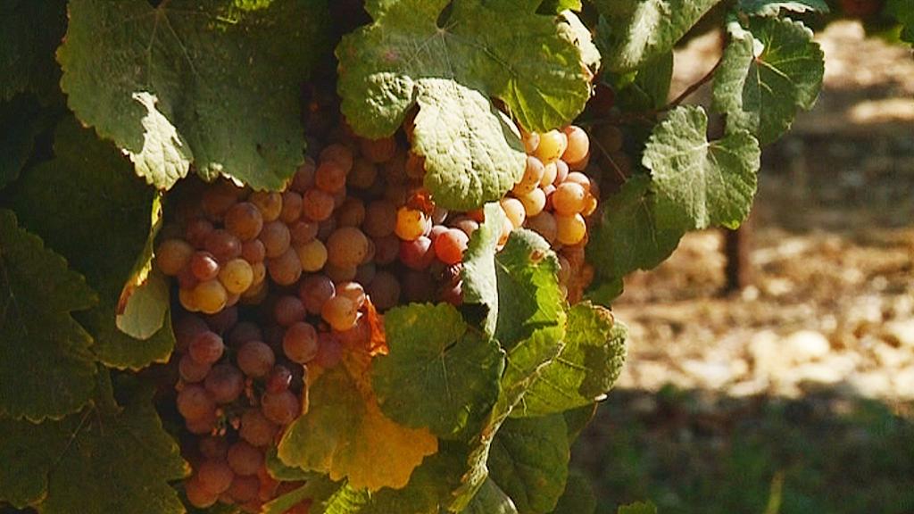 Vintillverkning i trakten kring Jerusalem