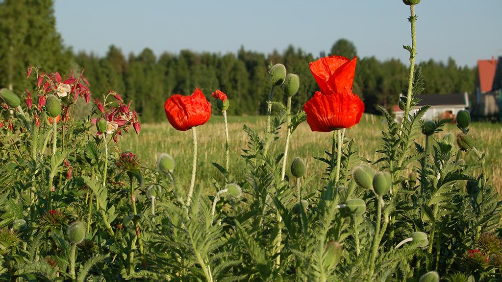 Nyheter i trädgårdsbutiken