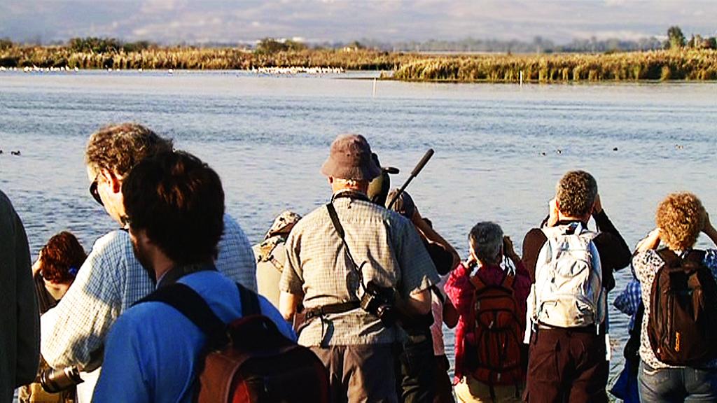 Israel is a Stop for Millions of Migratory Birds