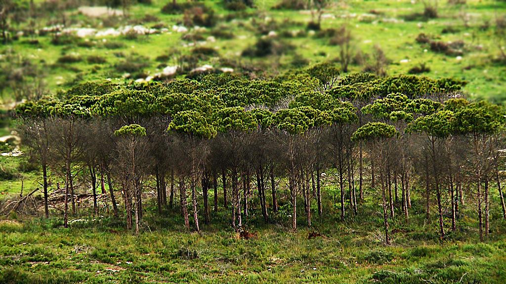 Karmeli mäe metsad elustuvad